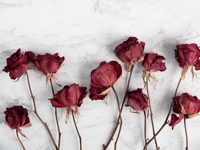 Dried red roses laid out on white marble background